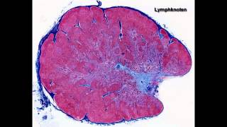 Histologie ─ Lymphatische Organe [upl. by Niwred]