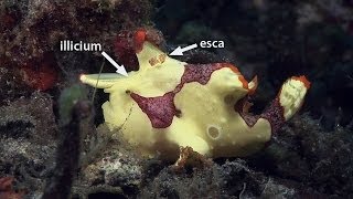 Mucky Secrets  Part 10  Frogfishes  Lembeh Strait [upl. by Nager]