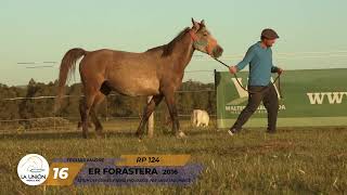 16 ER FORASTERA [upl. by Jorry]