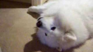 The Amazing Singing Samoyed Dog [upl. by Farkas]