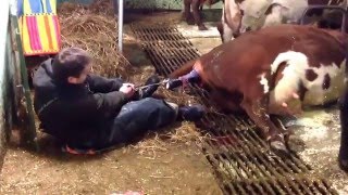 Breech Delivery on overdue cow [upl. by Petes]