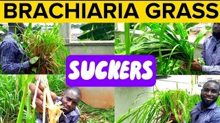 How To Split and Transplant Brachiaria Grass SUCKERS  Mulato Grass SUCKERS [upl. by Sheridan576]