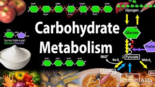 Carbohydrate Structure and Metabolism an Overview Animation [upl. by Eeldarb996]