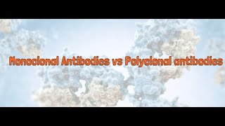 Monoclonal Antibodies Vs Polyclonal Antibodies [upl. by Kerr]