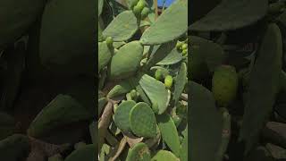 Edible Cactus Pears organic edibles fruits [upl. by Neleh]