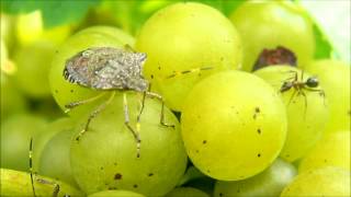 Brown Marmorated Stink Bug Feeding and Progression of Injury in Grape Clusters [upl. by Hauge]