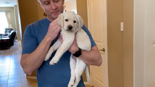 Flashback Friday New Family Lab Puppy LINUS Makes a Splash at his New Home labrador puppy [upl. by Naman577]