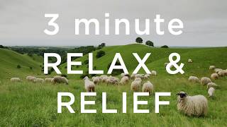 3 Minute Relax and Relief [upl. by Rolecnahc991]