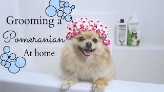 How to Groom a Pomeranian AT HOME DIY for beginners  Bath Time with Daisy [upl. by Tupler]