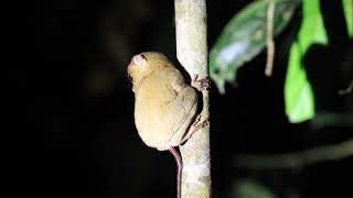 Horsfield’s Tarsier Bornean Subspecies [upl. by Stutman710]