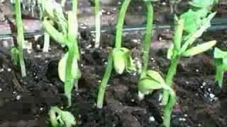 Time Lapse of Plants Growing [upl. by Kenon]