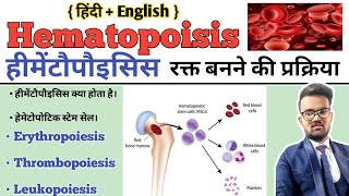 Hematopoiesis  Hematopoiesis In Hindi  Hematopoietic Stem Cell  Formation of BloodErythropoiesis [upl. by Noonan]