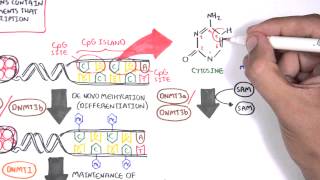 DNA Methylation [upl. by Ebenezer]