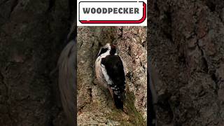 Great Spotted Woodpecker Pecking Wood  birds [upl. by Nichol591]