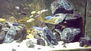 Malawi mbuna tank 1000 liter [upl. by Ishmael]