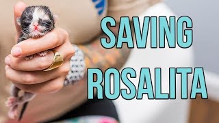 Saving a OneDayOld Kitten Rosalita [upl. by Fasto135]