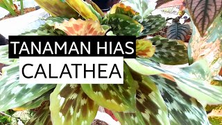 Tanaman Hias Calathea [upl. by Hesky]