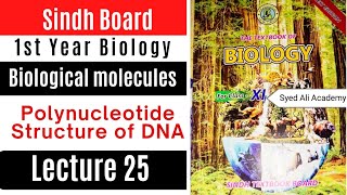 structure of DNA  polynucleotide  biological molecules  class 11 biology Sindh text board new [upl. by Glynias]