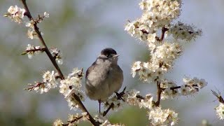 Blackcap and its song [upl. by Htebzile]