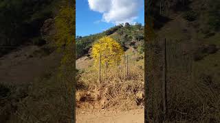 OLHANDO DE LONGE A ZONA RURAL DO MUNICÍPIO DE FREI LAGONEGRO MG CONHECIDO POR CHAPÉU DE COURO ROÇA [upl. by Neyugn]