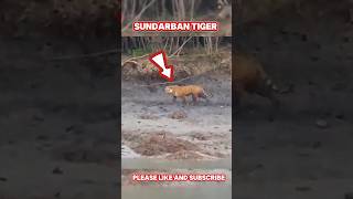 সুন্দরবন জঙ্গলে মাছ ধরতে গিয়ে বাঘের দেখা  sundarban tiger shorts [upl. by Kroll216]