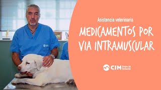 Administración de medicamentos por vía intramuscular a animales  CIM Formación [upl. by Coh]