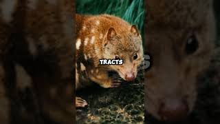 Exploring the Fascinating World of Quolls Australias Nocturnal Spotted Predators Quoll Wildlife [upl. by Aninay]