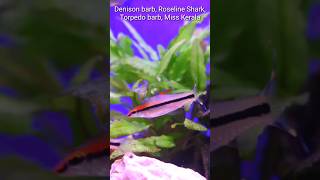 Denison barb Roseline Shark Torpedo Barb Miss Kerala barbfish [upl. by Wilber]