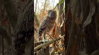 A man see owls in the woods part 06 birds nature animals wildlife tree forest beauty nest [upl. by Auhso77]