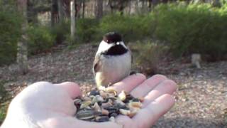 Calling the Chickadee [upl. by Sallyann774]