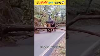 হঠাৎ হাতিটির মাথায় এত বুদ্ধি কোথা থেকে এলো 😲😳  amazingfacts banglashortstory youtubeshorts [upl. by Eillen102]