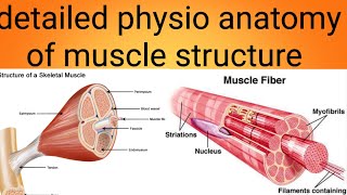 physioanatomy of muscles in detailphysiology lecture 6 [upl. by Eelyram]