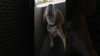 Beagle Howling puppy beaglebreed beagle Buckthebeagle [upl. by Nednyl]