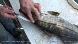 Fresh Fish For Dinner quot How to Fillet a fishquot Snook [upl. by Sillek713]