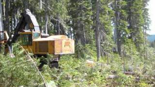 tigrcat feller buncher cutting in alpine country [upl. by Nawed]