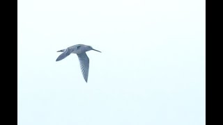 Longbilled Dowitcher Cley Norfolk 181123 [upl. by Goran39]