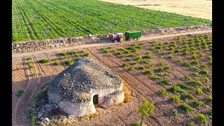 Vendimia 2017 en Tomelloso David Brown 1410 Turbo amp Massey Ferguson 290 [upl. by Ballman]