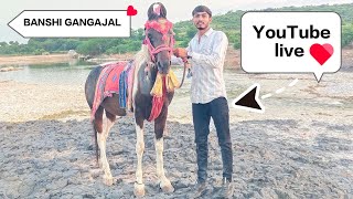 બંશી ગંગાજળ લાઇવ 🔴live youtuvelive horse kathiawadihorse horseriding akbanna [upl. by Satsok]