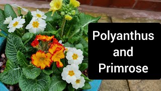 Creating a colourful Spring Display of Polyanthus and Primrose  Container Gardening [upl. by Yelyr]