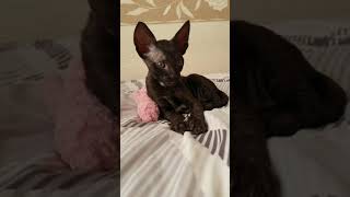 Cornish Rex Kitten in black so cute you wanna see [upl. by Erastatus]