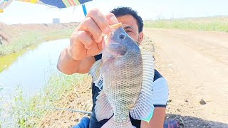 Catching a big fish with wheat  صيد البلطي بالغله [upl. by Grigson]