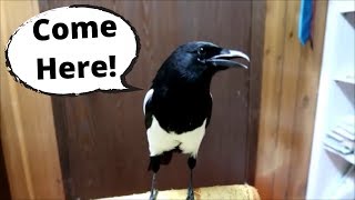 This Talking magpie is Amazing [upl. by Christabelle]