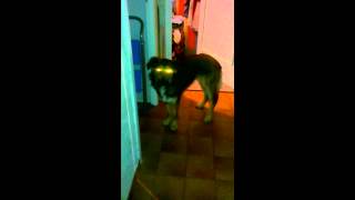 Mass Effect MY DOG IS ASSUMING DIRECT CONTROL [upl. by Younglove]