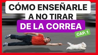 ENSEÑA a tu PERRO a NO TIRAR de la CORREA en 10 MINUTOS ► SOLUCIÓN ✅1º Parte [upl. by Atlee40]