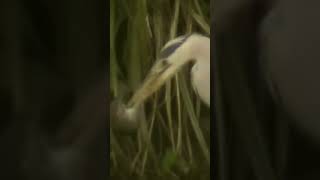 A larger hunting wader bird catches a smaller rat for eating [upl. by Kaliope]