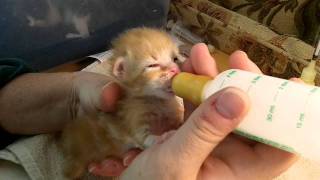 Bottle Feeding a Kitten [upl. by Irek]