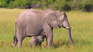 Faszination Afrika  Tiere im Okavango Delta HD Deutsch Tierdokumentation [upl. by Taimi669]