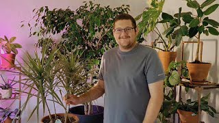 How to FIX Dracaena marginata ✂️🌿 [upl. by Island]