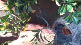 Blue tongue skink hunts and kills live mouse [upl. by Merrielle]