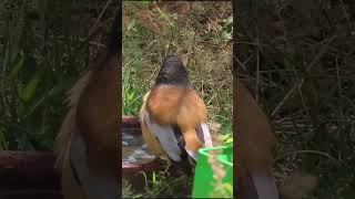 Rufous treepie [upl. by Deach]